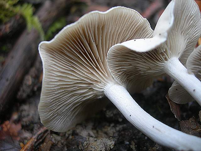 Clitocybe sp.